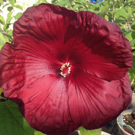 Picture of Heartthrob Hardy Hibiscus Plant