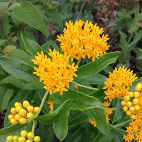 Picture of Hello Yellow Asclepias Plant