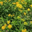 Picture of Hello Yellow Asclepias Plant