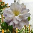 Picture of Diamond Ball™ Clematis Plant