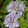 Picture of Diamond Ball™ Clematis Plant