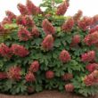 Picture of Ruby Slippers Hydrangea Bush