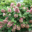 Picture of Ruby Slippers Hydrangea Bush