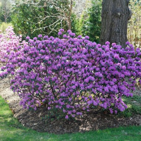 Picture of Amy Cotta Rhododendron Shrub