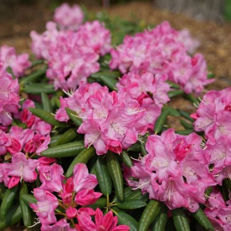 Picture of Dandy Man® Pink Rhododendron Shrub