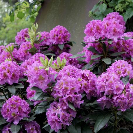 Picture of Dandy Man® Purple Rhododendron Shrub