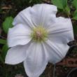 Picture of Chantilly Clematis Plant