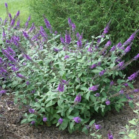 Picture of Lo & Behold® Blue Chip Jr. Buddleia Shrub