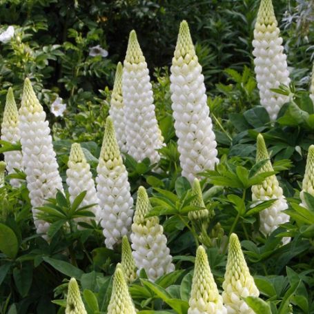 Picture of Gallery Mini White Lupine Plant