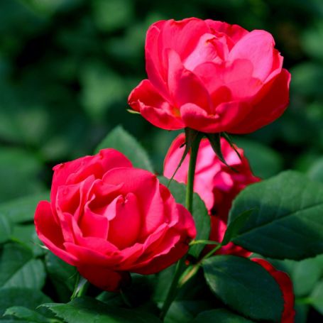 Picture of Oso Easy Double Red® Shrub Rose Bush