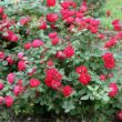 Picture of Oso Easy Double Red® Shrub Rose Bush