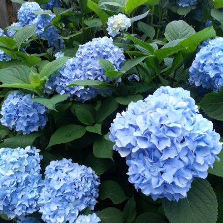 Picture of Nikko Blue Hydrangea Bush