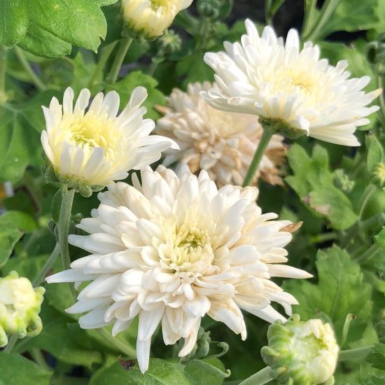 Picture of Spotless Perennial Mum Plant