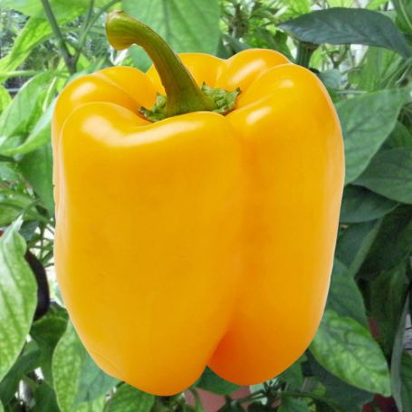 Picture of Early Sunsation Sweet Pepper Plant