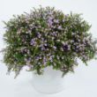 Picture of Lavender Lace™ Cuphea Plant