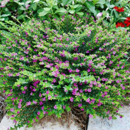 Picture of Allyson Lavender Cuphea Plant
