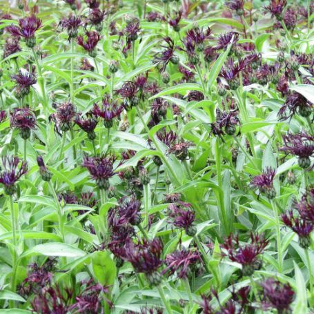 Picture of Black Sprite Centaurea Plant