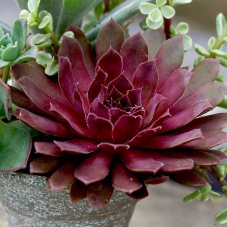 Picture of Royal Ruby Sempervivum