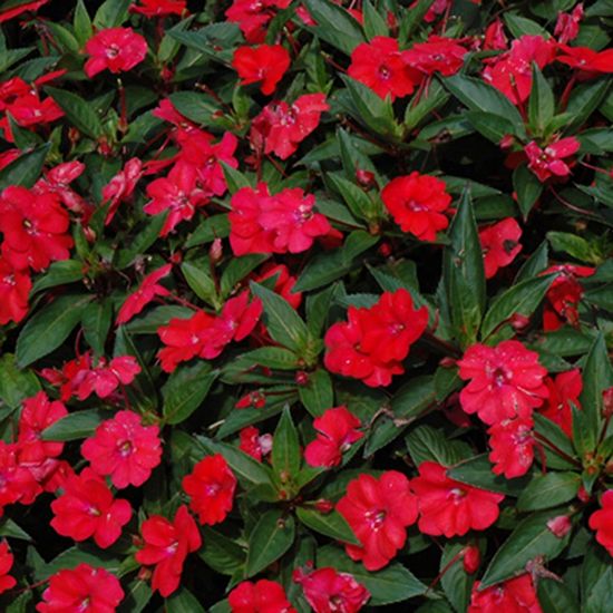 Picture of SunPatiens® Vigorous Red Impatiens Plant