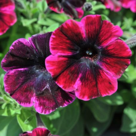 Picture of Sweetunia® Johnny Flame Petunia Plant