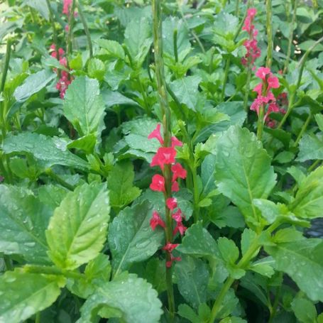 Picture of Dwarf Red Porterweed