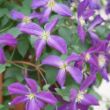 Picture of Happy Jack® Purple Clematis Plant