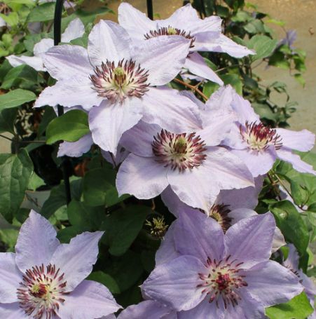 Picture of Still Waters™ Clematis Plant