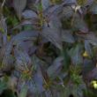 Picture of Kodiak® Black Diervilla Plant