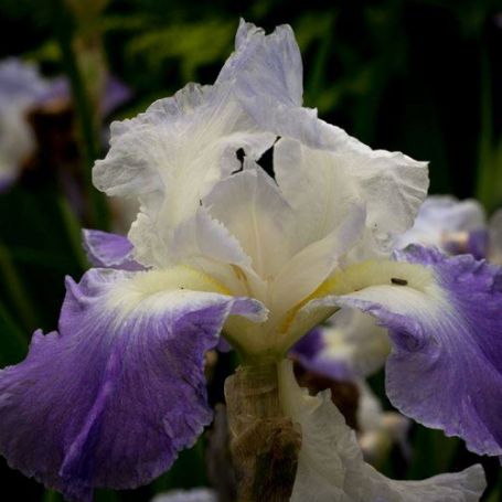 Picture of Clarence Bearded Iris Plant