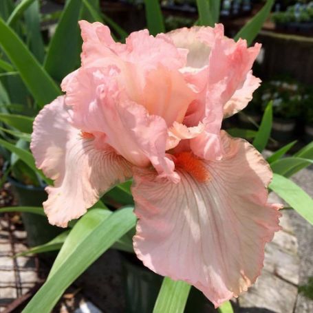 Picture of Pink Attraction Bearded Iris Plant