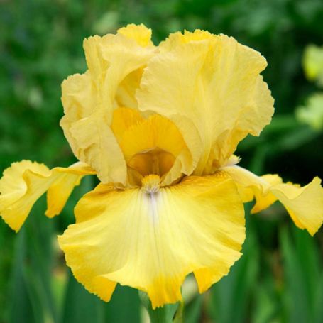 Picture of Again and Again Reblooming Bearded German Iris Plant