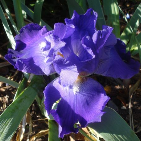 Picture of Feedback Bearded Iris Plant