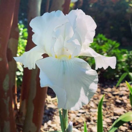 Picture of Immortality Bearded Iris Plant