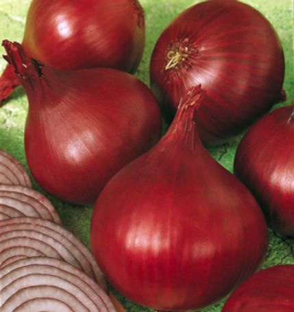 Picture of Red Wing Onion