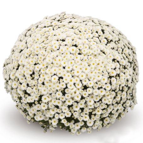 Picture of Belgian Mum® Staviski White Plant