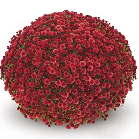 Picture of Belgian Mum® Staviski Red Plant