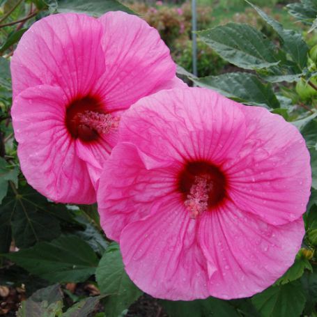 Picture of Brandy Punch Hardy Hibiscus Plant