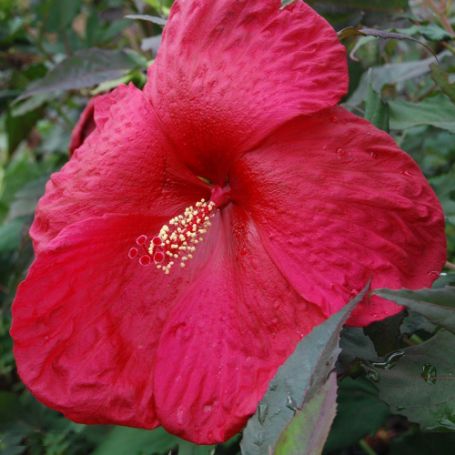 Picture of Cherry Brandy Hardy Hibiscus Plant