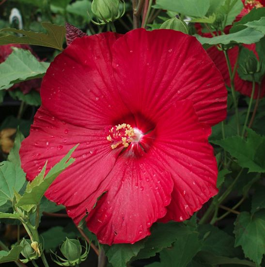 Picture of Cinnamon Grappa Hardy Hibiscus Plant