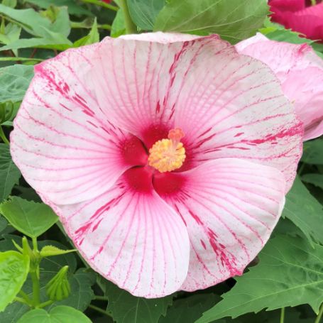 Picture of Peppermint Schnapps Hardy Hibiscus Plant