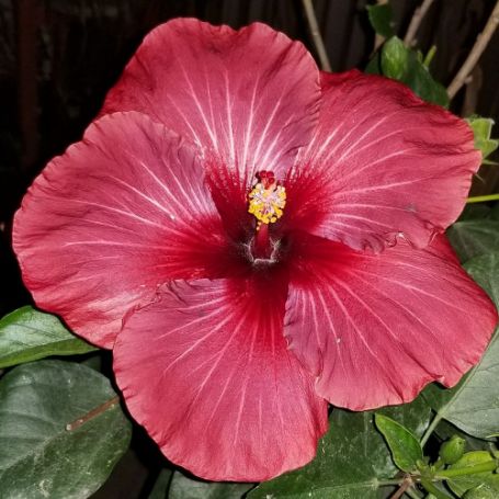 Picture of Pinot Noir Hardy Hibiscus Plant
