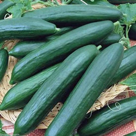 Picture of Tendergreen Burpless Cucumber Plant