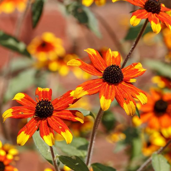Picture of Prairie Glow Rudbeckia Plant