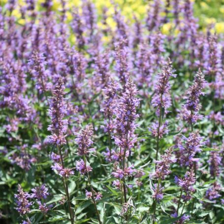 Picture of Purple Haze Agastache Plant