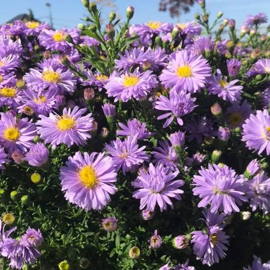 Picture of KICKIN® Lavender Aster Plant