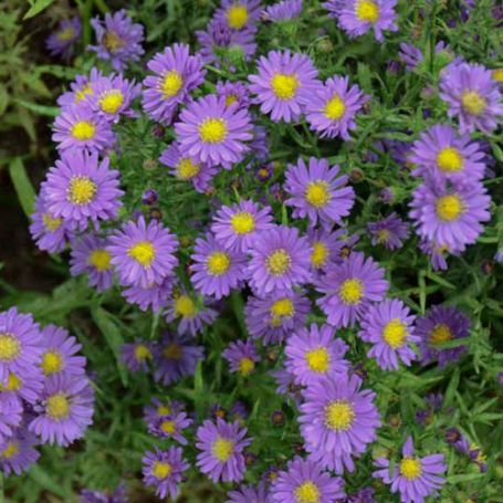 Picture of KICKIN® Lilac Blue Aster Plant