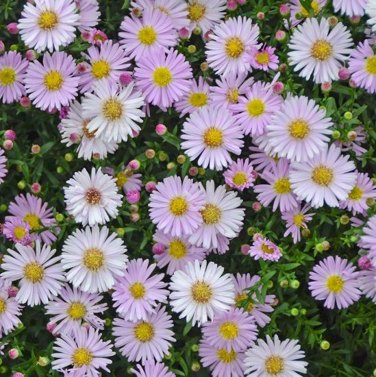 Picture of KICKIN® Pink Chiffon Aster Plant