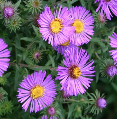 Picture of Purple Dome Aster Plant
