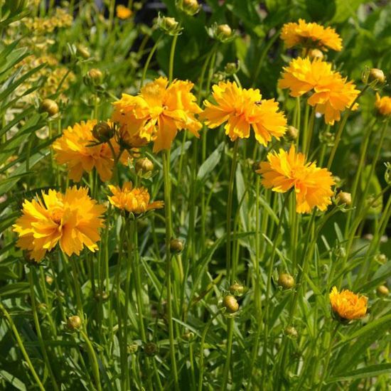 Picture of Sunray Coreopsis Plant