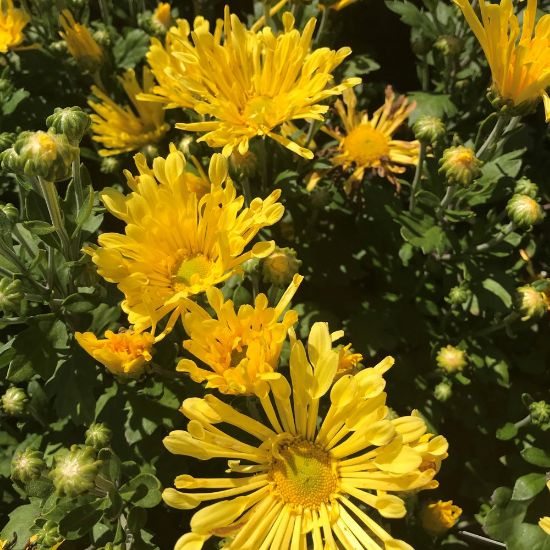 Picture of Gold Star Perennial Mum Plant